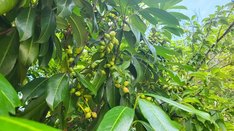 باستخدام مياه الصرف المعالج ثلاثيًا.. مصر تبدأ زراعة نبات الجوجوبا سيدر عليها الملياريات