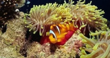 كارلوس ريف بالغردقة.. مهد كهوف الشعاب المرجانية وأندر الكائنات البحرية عالميًا (صور)