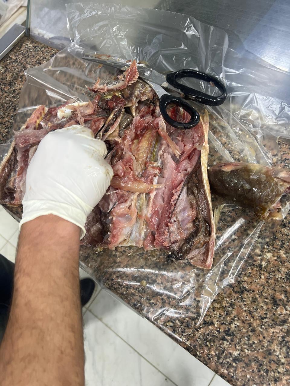 فسيخ بعد التمليح