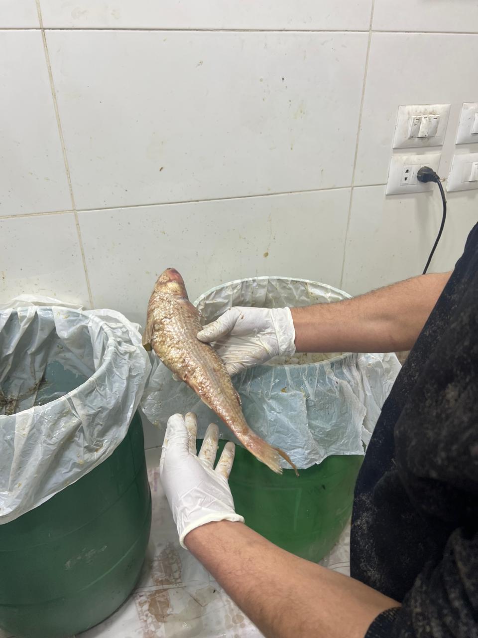 الفسيخ وموسم الاسماك المملحة