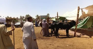 أسعار الأضاحي في سوق دراو بأسوان وتبدأ بـ 40 ألف جنيه للعجول فيديو