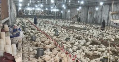 أسعار الدواجن والبيض تستقر في الأسواق المصرية خلال تعاملات اليوم الثلاثاء