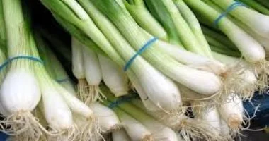 أطباء: البصل الأخضر والشاي بالنعناع ضروريان لتجنب أضرار الرنجة