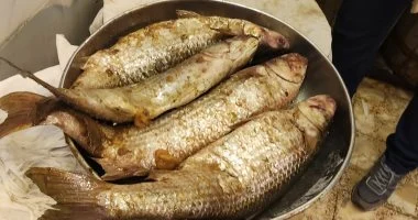 أطباء يكشفون أعراض تسمم الرنجة والفسيخ الخطيرة