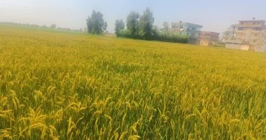 إجراءات حكومية مشددة لمنع زراعة الأرز خارج المناطق المحددة حفاظا على الأمن المائي القومي