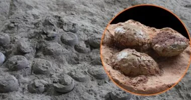 إسبانيا تكشف عن عش ديناصورات يعود عمره 72 مليون عام