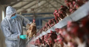 إنفلونزا الطيور H5N1: مخاطرها على الإنسان وأساليب الوقاية المثلى