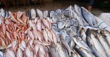 استقرار أسعار الأسماك في الأسواق بمناسبة شم النسيم والفسيخ يسجل 350 جنيها بأسواق الجملة