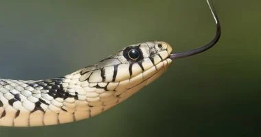 اكتشاف علمي: مركب ثعابين يفتح بابًا جديدًا لفقدان الوزن دون آثار جانبية