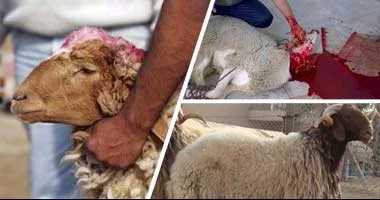 الأوقاف تعلن إتاحة صكوك الأضاحي بالتقسيط لمدة 6 أشهر وتحدد نصيب المضحي من اللحوم