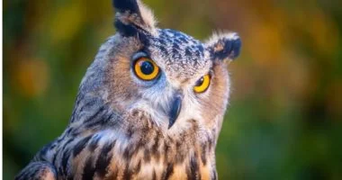 البومة القرناء الكبيرة: حقائق صادمة عن حجمها وقدراتها الطائرة