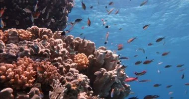 التايمز البريطانية تنصح بزيارة مصر للاستمتاع بأسعارها التنافسية وطقسها الرائع وشعبها الودود