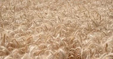 التموين تبدأ استلام القمح المحلي بـ 400 نقطة وتحدد 2500 جنيه سعرا للأردب مطلع غد الأربعاء