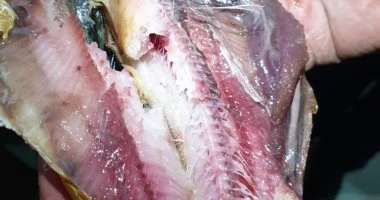 الزراعة تعلن ضبط 71 طنا من الأسماك المملحة غير الصالحة للاستهلاك قبل شم النسيم