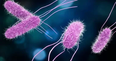 السالمونيلا: أعراض شائعة وطرق علاج بسيطة لتجنب التسمم