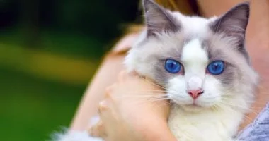 القطط والسكر: كنوز صحية لعلاج السرطان وتنظيم يومك