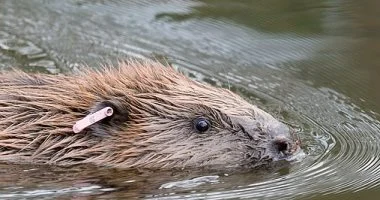 القنادس تبني “درعًا مناعيًا” للأرض لتخزين الكربون