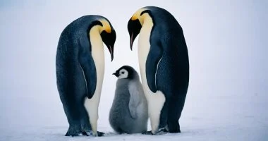 بطاريق الإمبراطور تصنف ضمن الأنواع المهددة بالانقراض عالمياً