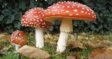 دراسة: مركب فطري واعد لعلاج اضطراب الاكتئاب