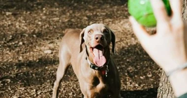 دواء جديد واعد يبطئ شيخوخة الكلاب ويحسن صحتها