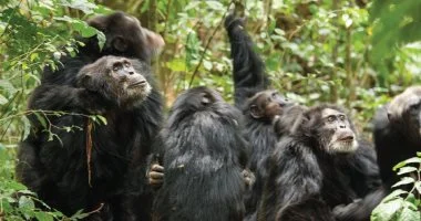 شمبانزي أوغندا: حرب أهلية داخل جماعة تتحول إلى معسكرين متحاربين
