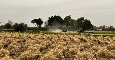 شهر برمودة وموسم الحصاد الأكبر.. القصة الكاملة للشهر الذي يضمن الغذاء للمصريين منذ آلاف السنين