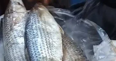 عادة متوارثة في كفر الشيخ.. سر تناول العروس للفسيخ بمدينة بيلا قبل ليلة الزفاف