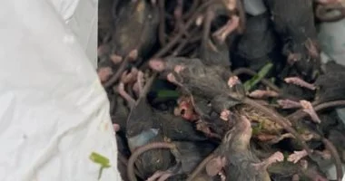 مدن عالمية تتبنى التعايش مع الفئران بدلاً من إبادتها