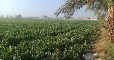 مركز معلومات المناخ يحذر من تقلبات حادة وانتهاء الربيع الهادئ وبدء أصعب مراحل الموسم