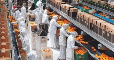 نمو قوي في الصادرات الغذائية المصرية لتسجل 237 ألف طن خلال أسبوع واحد