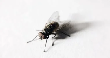 وداعاً للذباب والبعوض.. طرق منزلية آمنة تحمي صحتك.