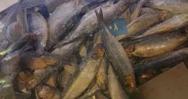 وزارة الصحة تصدر إرشادات عاجلة للمواطنين لاختيار الرنجة والفسيخ في شم النسيم توافرت فيهم شروط السلامة