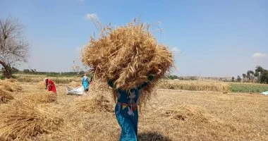 وزير التموين يعلن بدء توريد القمح المحلي غدا رسميا وحتى منتصف أغسطس المقبل