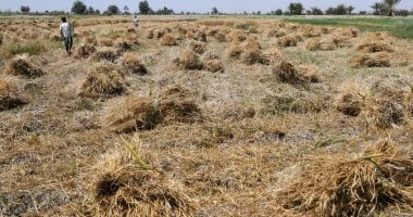 وزير التموين يوجه بتقديم كافة التيسيرات للمزارعين لتوريد 5 ملايين طن قمح محلي بموسم 2026