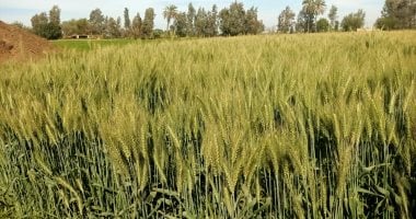 وزير الزراعة يعلن استهداف توريد 5 ملايين طن قمح محلي خلال الموسم الحالي من المزارعين