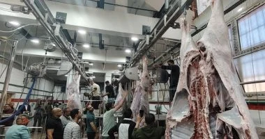 وزيرة التنمية المحلية تعلن التشغيل التجريبي لمجزر الزقازيق العام بعد تطويره بتكلفة 38 مليون جنيه