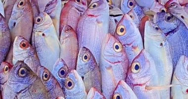 15 نوعًا من الأسماك تمنح الجسم بروتينًا عاليًا وفوائد مهمة للقلب والدماغ
