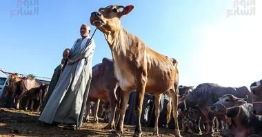 الأضحية أونلاين.. 5 مشاهد تكشف تغيير التكنولوجيا لتجربة عيد الأضحى