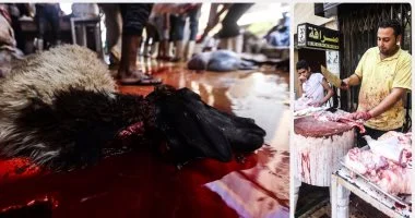«الإفتاء»: الأضحية شُرعت في السنة الثانية من الهجرة ولها 3 حِكَم شرعية أبرزها شكر النعم وإحياء سنة الخليل إبراهيم نبوية