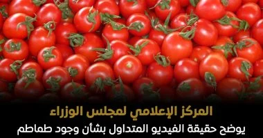 «الزراعة» تنفي رش ثمار الطماطم بـ«الإثيريل».. وتؤكد: ظهور اللون الأبيض ناتج عن إجهاد حراري وآمن للاستهلاك تعبتدبحةأو