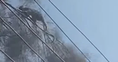 بعد هروب 4 قرود بالإسكندرية.. ماذا تفعل إذا تعرضت لخدش أو عضة قرد؟