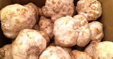 بين 1200 و3000 جنيه للكيلو.. انطلاق موسم حصاد فطر «الترفاس» في صحراء مطروح