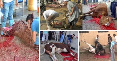 خلى باللك.. الذبح في الشارع خارج المجزر عقوبته تصل للحبس سنة