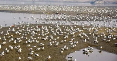 دراسة: تغير المناخ يهدد الطيور البحرية بتقلص موائلها وزيادة خطر انقراضها