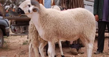 كيف تختار أضحية سليمة؟.. علامات تكشف الحيوان المريض