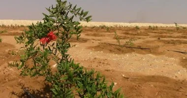 «لجنة استرداد الأراضي»: المنصة الوطنية تتلقى 145 ألف طلب تقنين وبنك الأراضي يضم 100 ألف قطعة مستردة