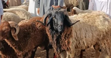 لو لسه هتضحى.. علامات تكشف الأضحية السليمة من المغشوشة