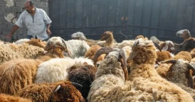 ما حكم الأضحية وأقوال الفقهاء فيها؟.. دار الإفتاء تجيب