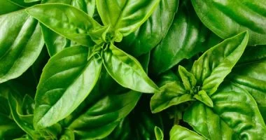 ماذا يحدث لرئتيك عندما تشرب ماء الريحان كل صباح؟