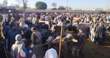 مستريح الأضاحى.. كيف تحمى نفسك من تجار المواشى المتلاعبين بالأوزان؟